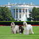 Bo Obama meets with members of the Furuguayan doglegation.